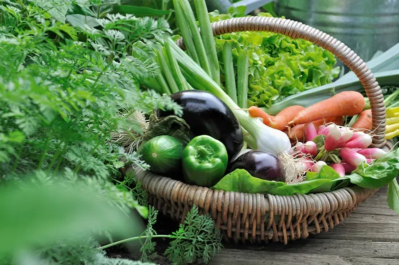 Panier de saison près de Luxey
